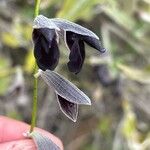 Salvia discolor Blüte