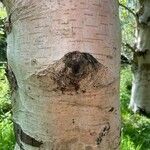 Betula ermanii Corteccia