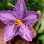 Solanum trilobatum Kvet