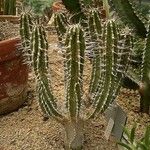 Euphorbia handiensis Habitat