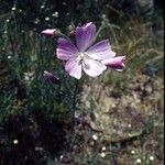 Malva tournefortiana Flower