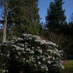 Rhododendron × geraldii عادت داشتن