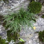 Asplenium septentrionale Ліст