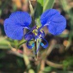 Commelina forskaolii Žiedas