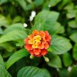 Lantana camaraЦветок