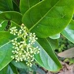 Viburnum odoratissimum Bloem