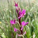 Anacamptis palustris Цвят