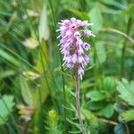 Erica spiculifolia Blodyn