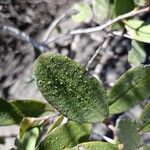 Laguncularia racemosa Folha