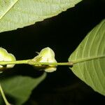 Cleidion castaneifolium Fruit