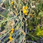 Jacksonia sternbergiana Flower