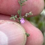 Micromeria cremnophila Bloem