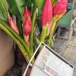 Musa velutina Fruto