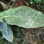 Verbascum phlomoides 葉