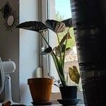 Alocasia wentiiNatur