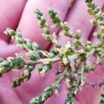 Salsola vermiculata Flower