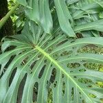 Monstera deliciosaLeaf