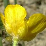 Ranunculus breyninus Flower