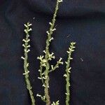 Baccharis crispa 葉