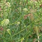 Lepidium virginicum Plante entière