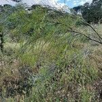 Retama monosperma 葉
