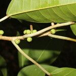 Ficus citrifolia Écorce