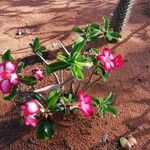 Adenium multiflorum Хабит