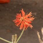 Erythrina abyssinica Flower