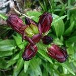 Gentiana purpurea Плод