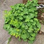 Alchemilla filicaulis ഇല