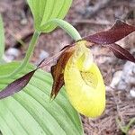 Cypripedium calceolus Květ