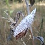 Asclepias speciosa Fruto