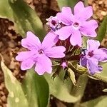 Verbena aristigera Кветка