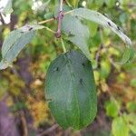 Rhamnus cathartica 葉