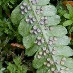 Dryopteris × complexa অভ্যাস