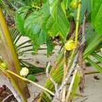 Morinda citrifolia Leaf