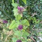 Teucrium hircanicum Blad