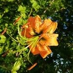 Lilium henryi Flor