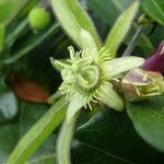 Passiflora suberosa Fleur