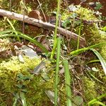 Brimeura amethystina Likasa