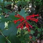 Bouvardia ternifolia Blomma