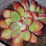 Aeonium decorum 葉