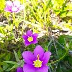 Sabatia campestris Flower