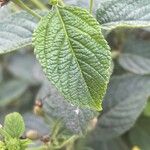Lantana canescens Лист