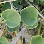 Cleome oxypetala Leaf