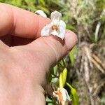 Spathoglottis plicata Flower