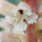 Orobanche amethystea Fleur