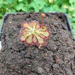 Drosera dielsiana Blatt