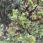 Baccharis prunifolia Hoja