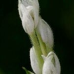 Heteranthera reniformis Kwiat